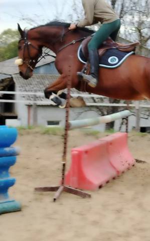 Cheval de saut en dp