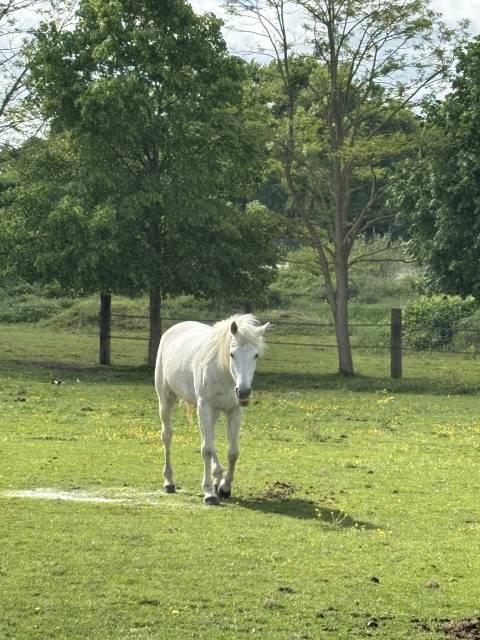 à vendre hongre demi sang arabe