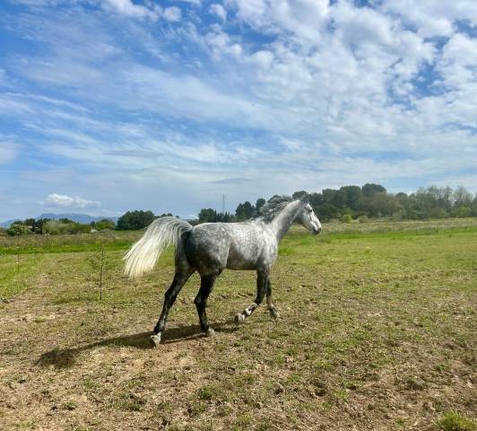 A vendre grand cheval de sport prêt sur 130