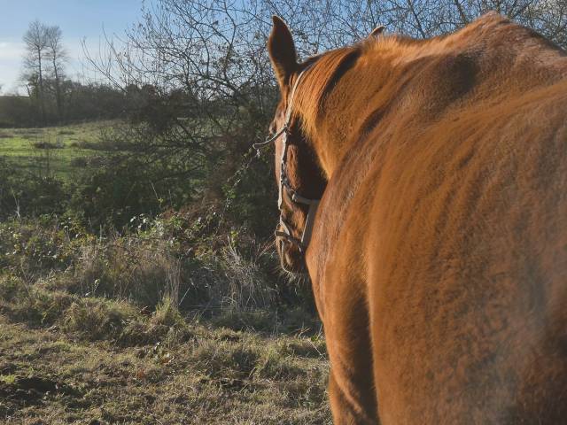 à vendre ou à échanger contre pouliche ou poulinière