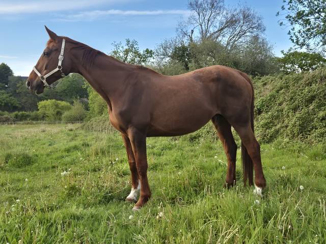 Pouliniere sf 17 ans