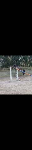 Ponette de sport 