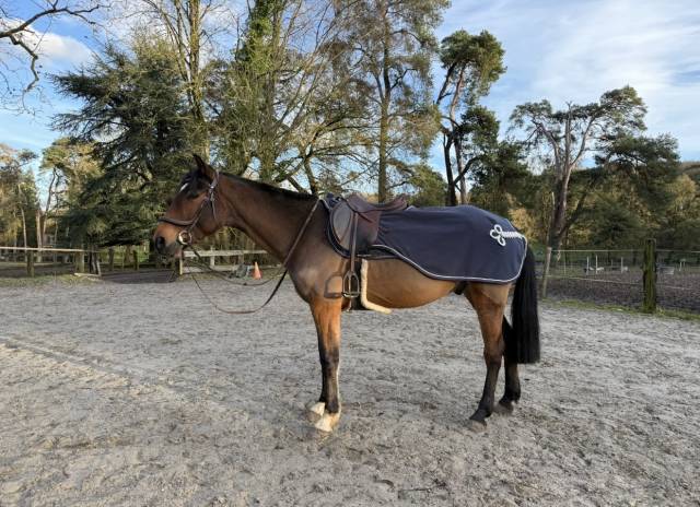 Hongre trotteur français 