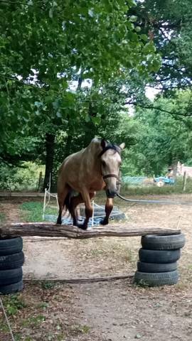 Poney français de selle
