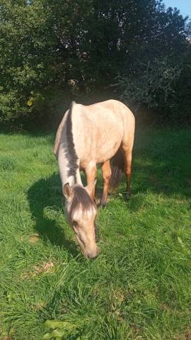 Poney français de selle 