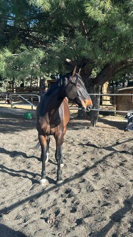 Hongre zangersheide 7 ans, fils de qlassic bois margot