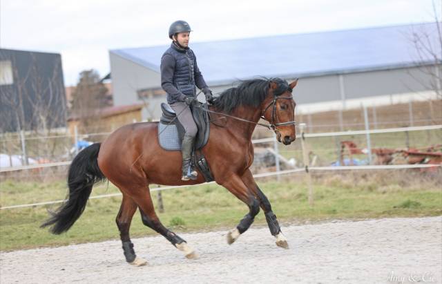 Kéos cheval dressage par floriscount 