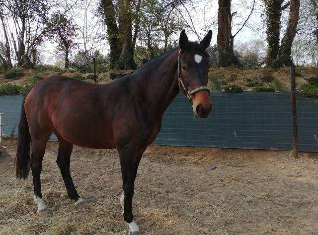 Jument sf élevage/loisir