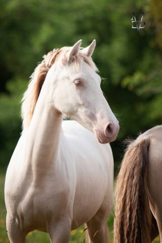 Pouliche pure race espagnole de robe crème / perle