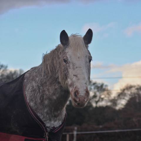 Demi pension - adaggio