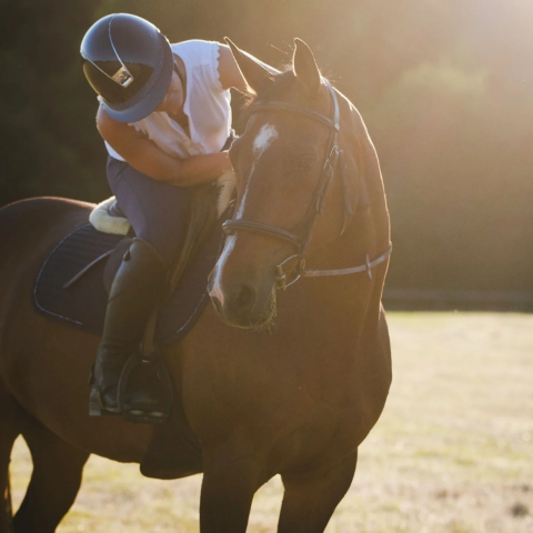 Demi pension cheval (56)