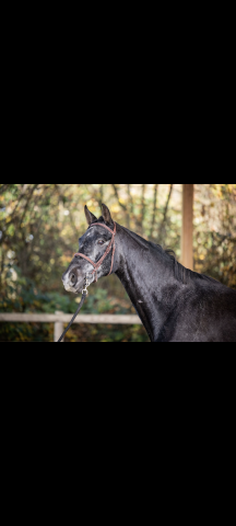 Très joli hongre 5 ans 