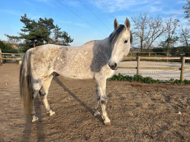 Bulga des epasses  : etalon selle français reproducteur gris