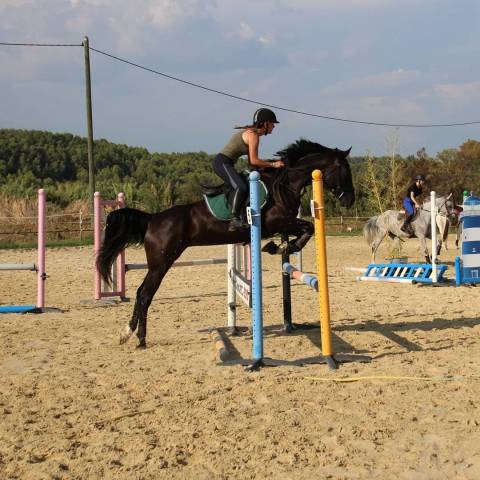 à vendre très belle jument 