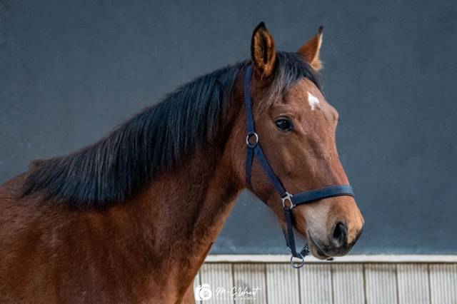 Hongre 3 ans à vendre