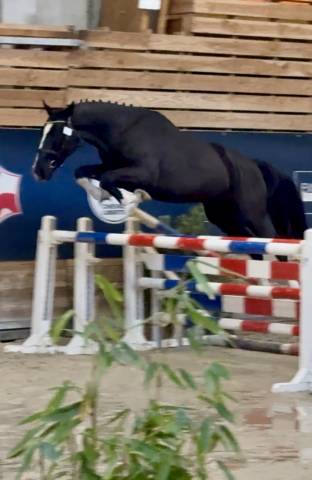 Hongre selle français