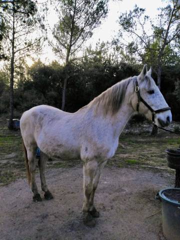 à vendre – cheval lusitanien pp gris – 17 ans – 1m55