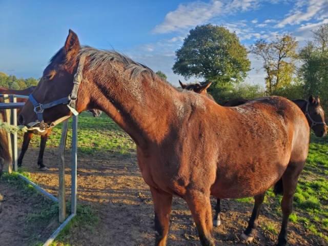 Quartelette poulinière trotteur français –jument pleine