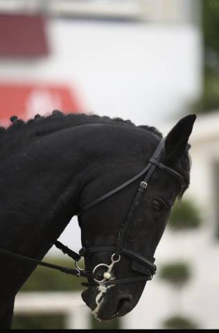 Etalon autre race de poney a vendre 2008 autre couleur