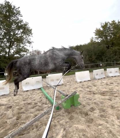 Jument de 5 ans par ekano dks