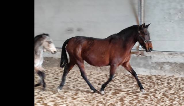 Poulinière 15ans apta