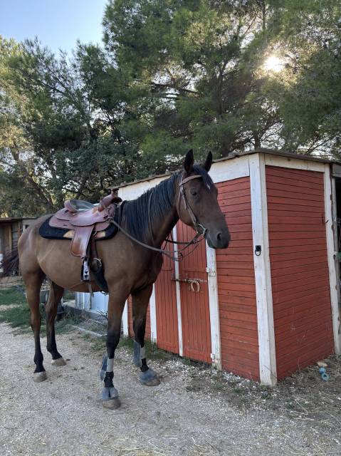 Selle reining crates