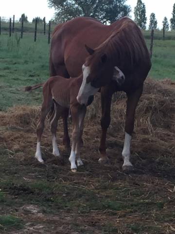 à vendre jument sf plein papier de 18 ans 