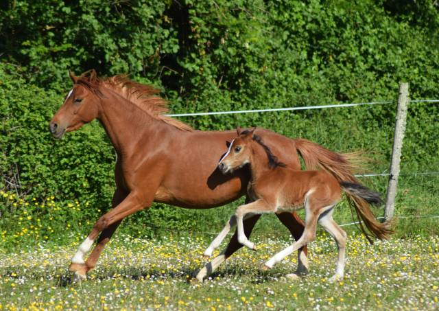 Welsh pony pp, jument importée,suitée, alezane 
