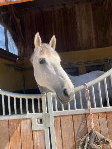 Poulinière 8 ans par valmy de la lande - 5 points pace