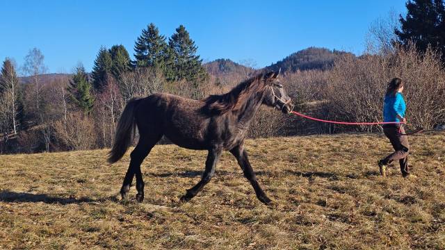 Jument barbe, chic, polyvante, sport et loisir
