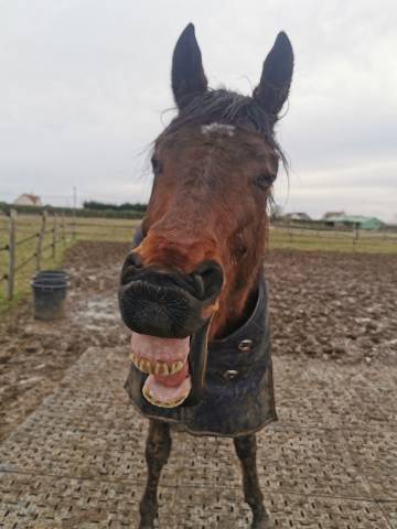 Pur sang réformé (jamais couru) de 5 ans