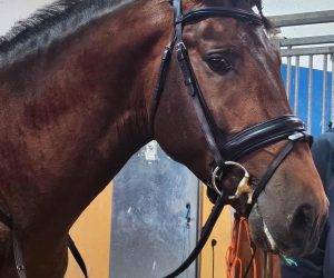 Jeune cheval avec une première expérience en concours.