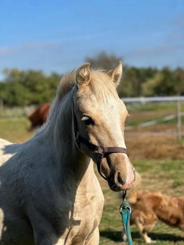 Poulain welsh part bred palomino +dw