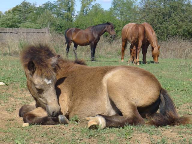 Poulain welsh part bred