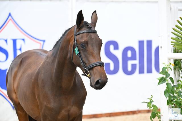 Jument selle francais de 3 ans
