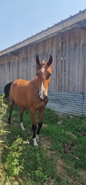 Jument selle français de 3 ans