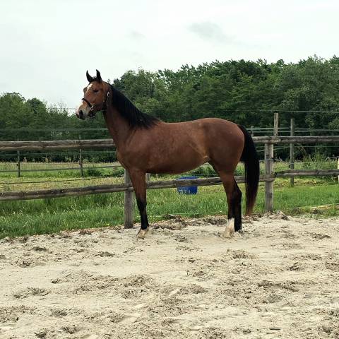 Jument selle français de 3 ans 