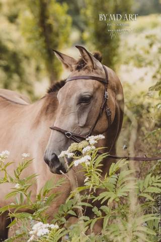 Top jument pp pre mental++