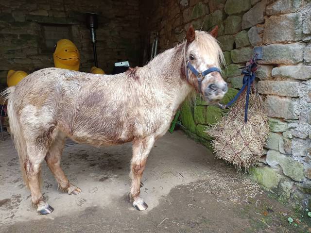 A vendre shetland hongre oc – 12 ans