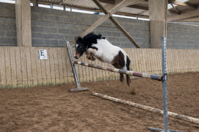 Obelix - poney français de selle 