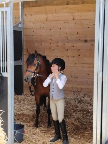 Ponette welsh pony