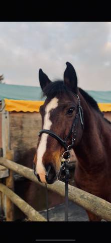 Vestige cherche une nouvelle famille 