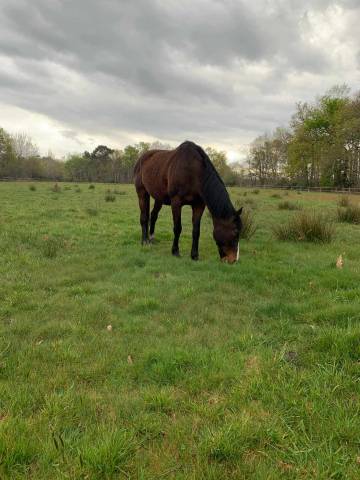 Recherche cavalière 