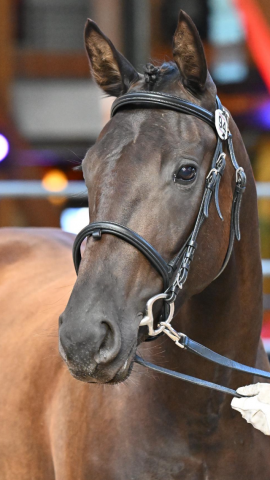 A vendre, pouliche 3ans 1/2