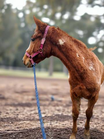 Chesnut appaloosa&overo-stallion 2024-baloubet du rouet