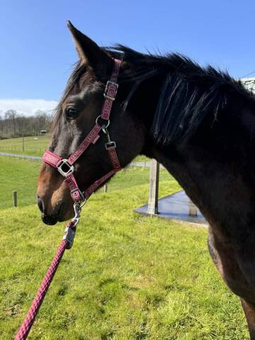 Kwpn-2024-lanto hbc-olympia-kingston blue hors-totilas