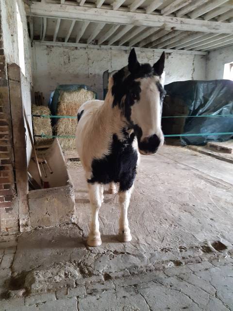 Hongre irish cob