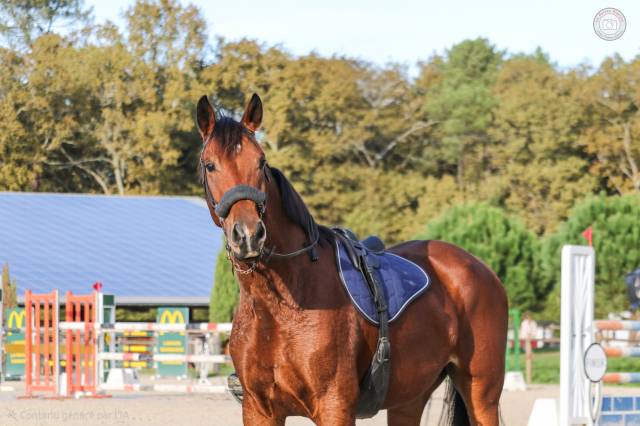 Selle français 10 ans