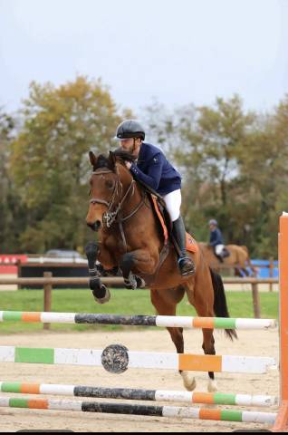 Magnifique hongre de 5 ans 