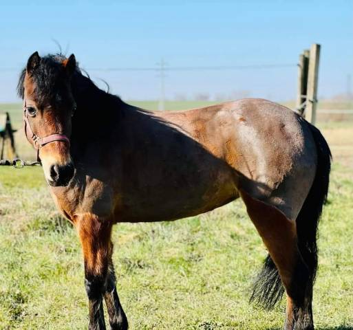 Ponette b baie 1m20 – 2012 – origine hollandaise